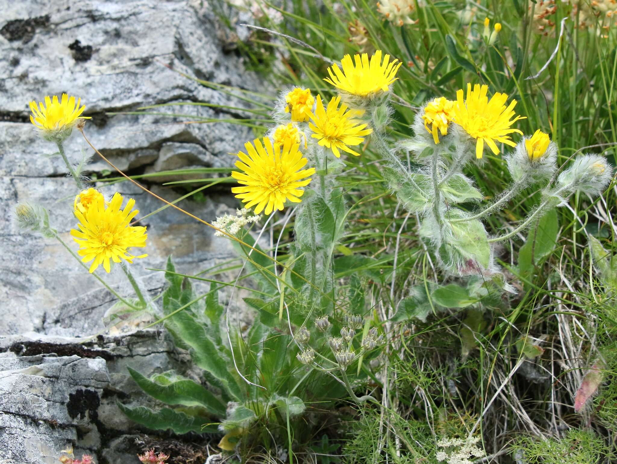 Image of woolly hawkweed