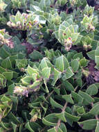 Image of San Bruno Mountain manzanita