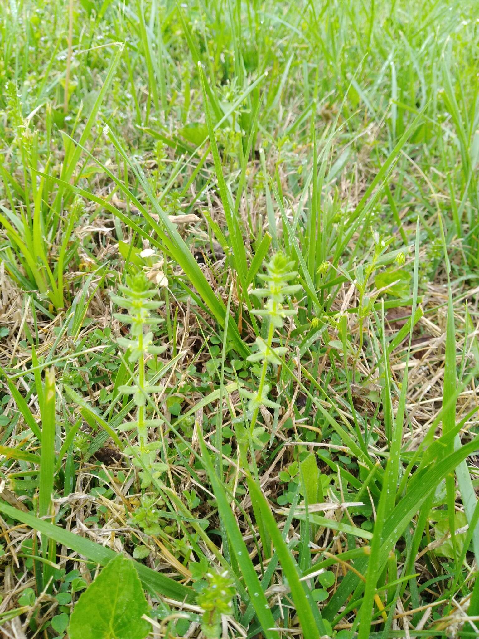 Image of piedmont bedstraw