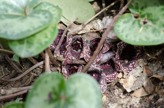 Image of little heartleaf