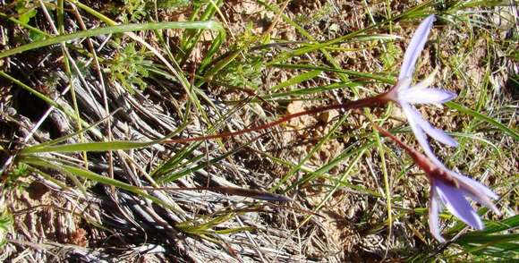 Hesperantha pilosa (L. fil.) Ker Gawl.的圖片