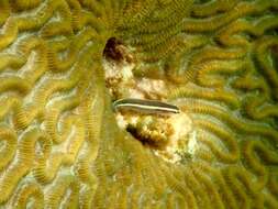 Image of Broadstripe goby