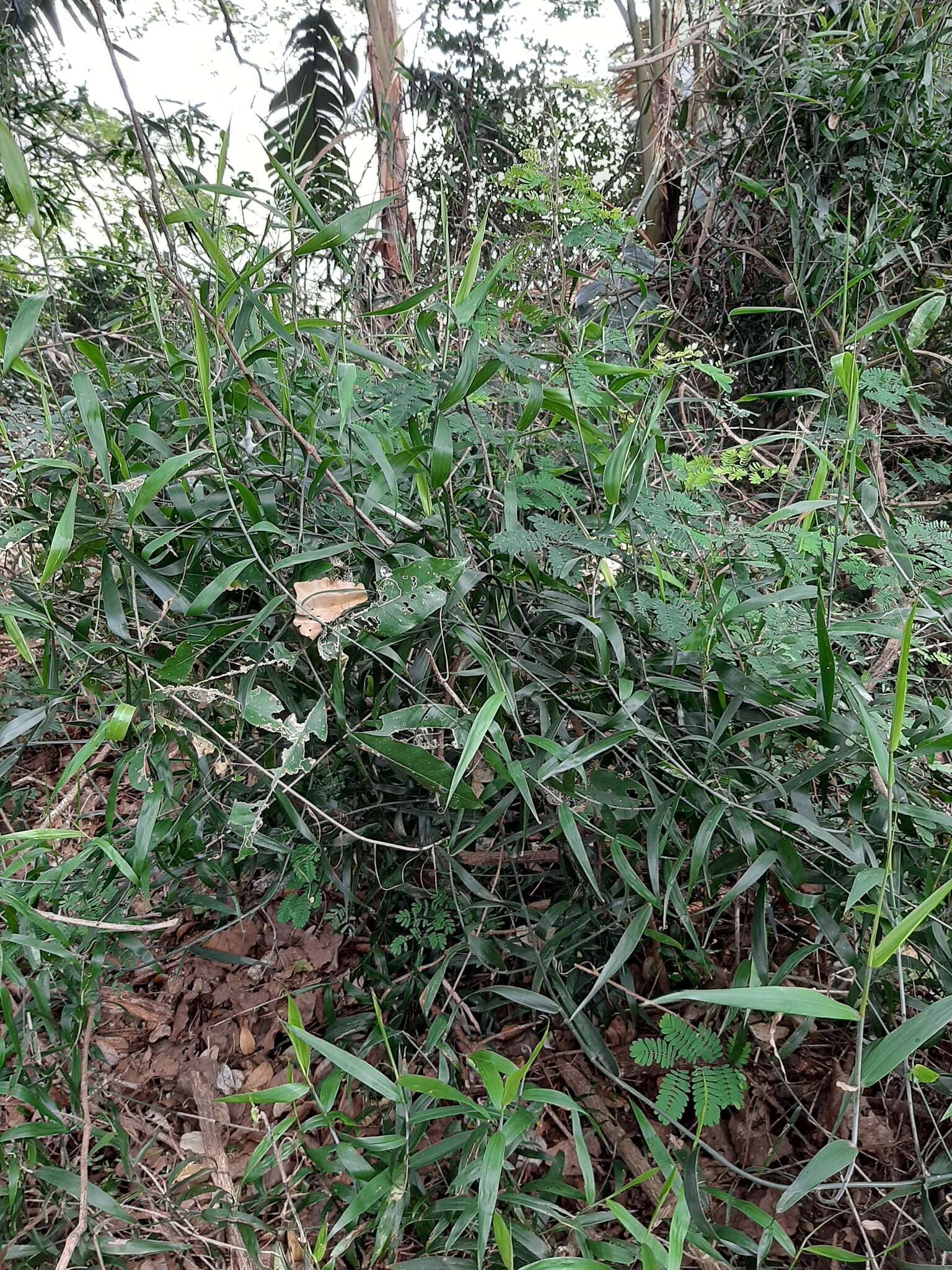 Image of Climbing bamboo