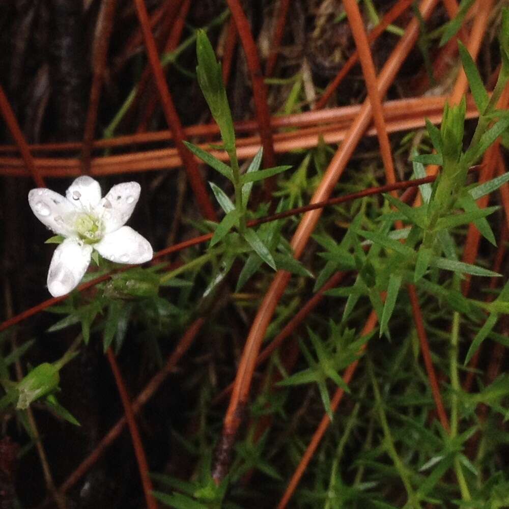 Image of Arenaria lycopodioides Willd. ex Schltdl.