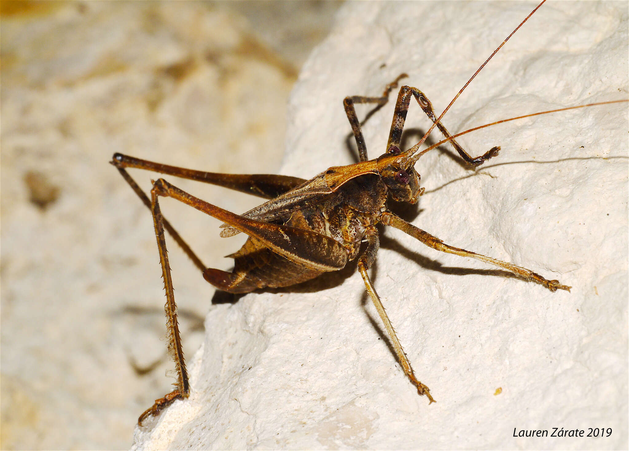 Image of Insara acutitegmina Fontana, Buzzetti, Mariño-Pérez & P. L. García García 2011