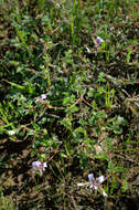 Image of geranium