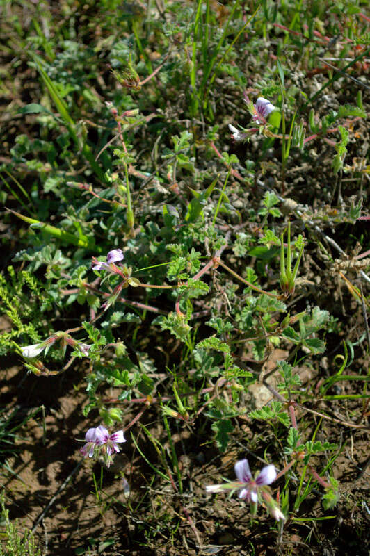 Image of geranium