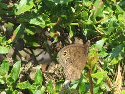 Image of Cercyonis pegala boopis Behr 1863