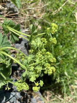 Image of hairy lady's mantle