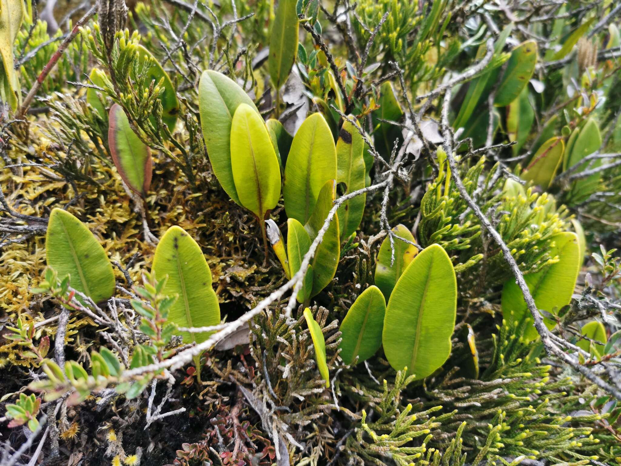 Imagem de Elaphoglossum lingua (Raddi) Brack.