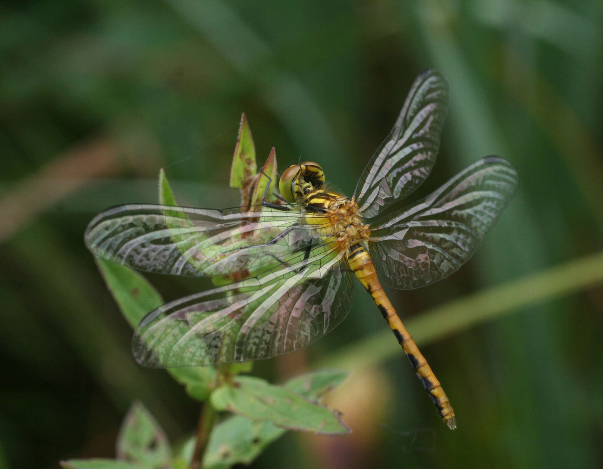 Image of Sympetrum parvulum (Bartenev 1912)