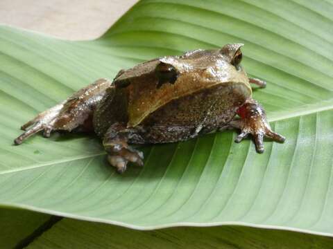 صورة Hemiphractus scutatus (Spix 1824)