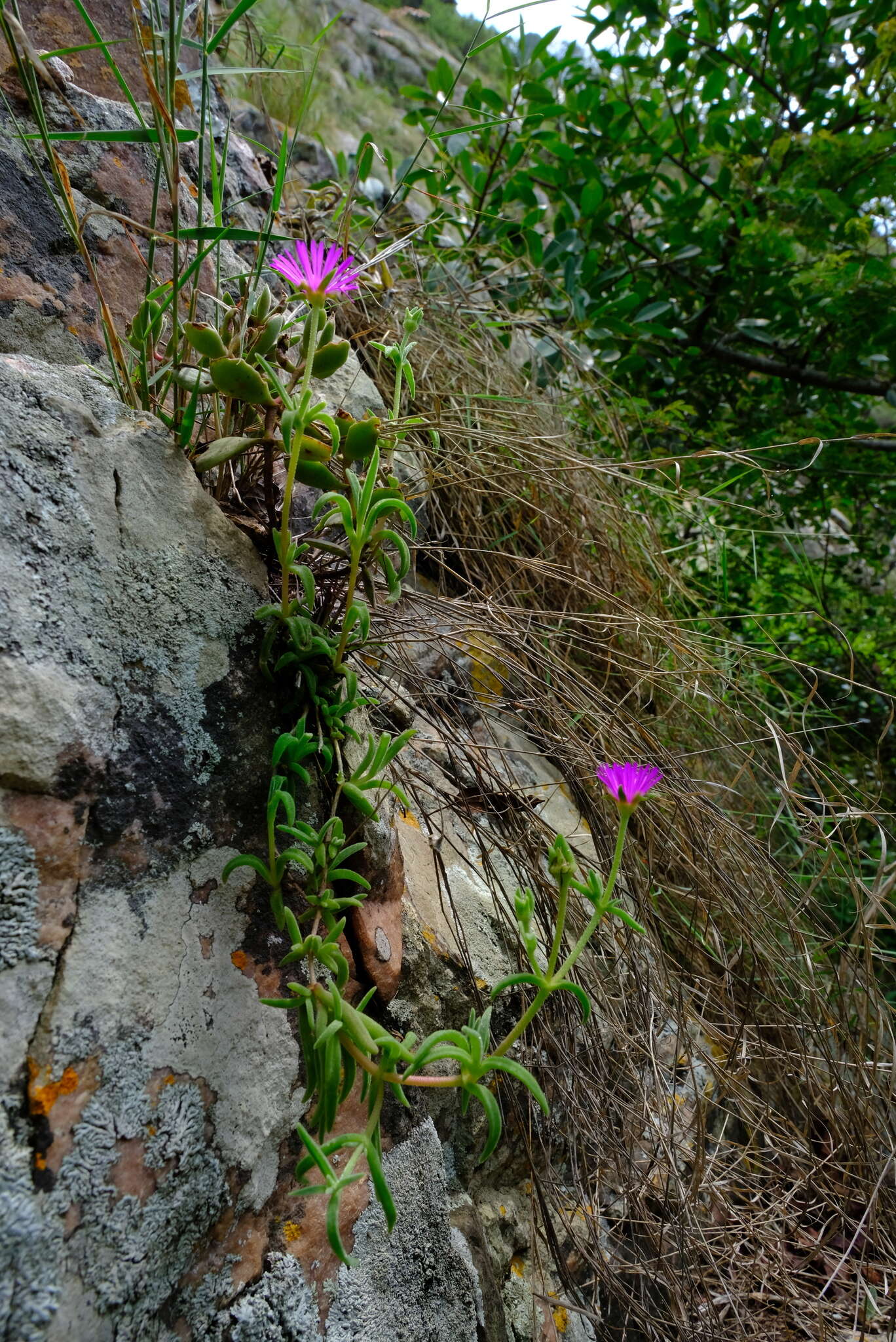 Image of Delosperma zoutpansbergense L. Bol.