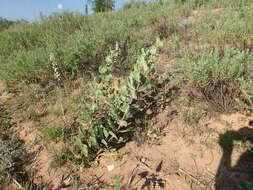 Imagem de Asclepias arenaria Torr.