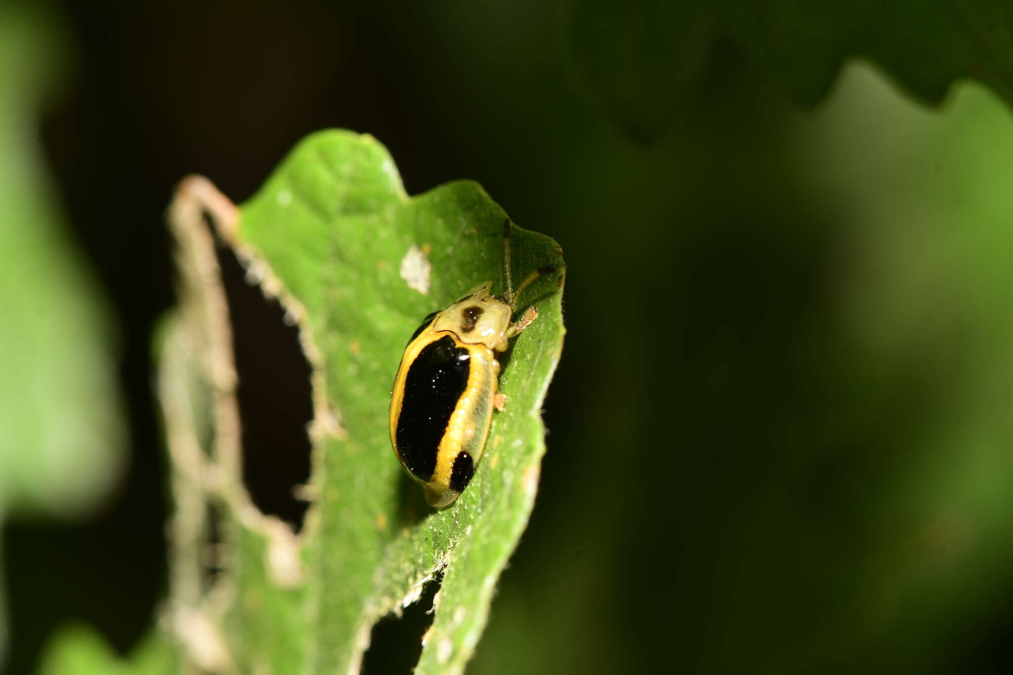 Image of Basiprionota whitei (Boheman 1856)