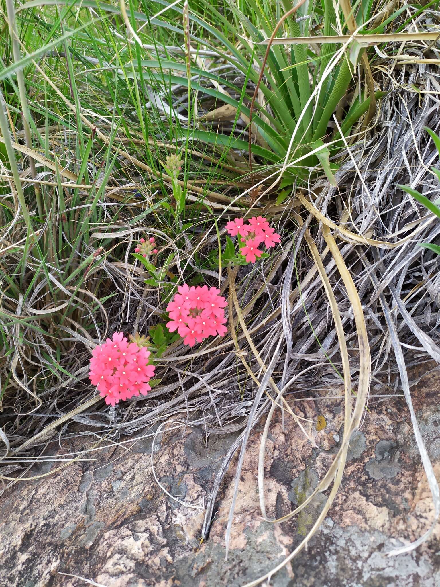 Image de Glandularia peruviana (L.) Small