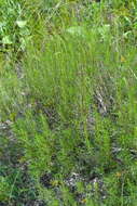 صورة Artemisia salsoloides Willd.