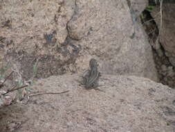 Image of Common Sagebrush Lizard