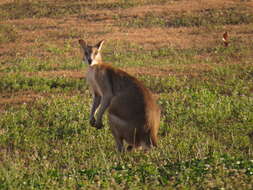 Image of Agile Wallaby