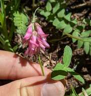 Image de <i>Trifolium brandegeei</i>