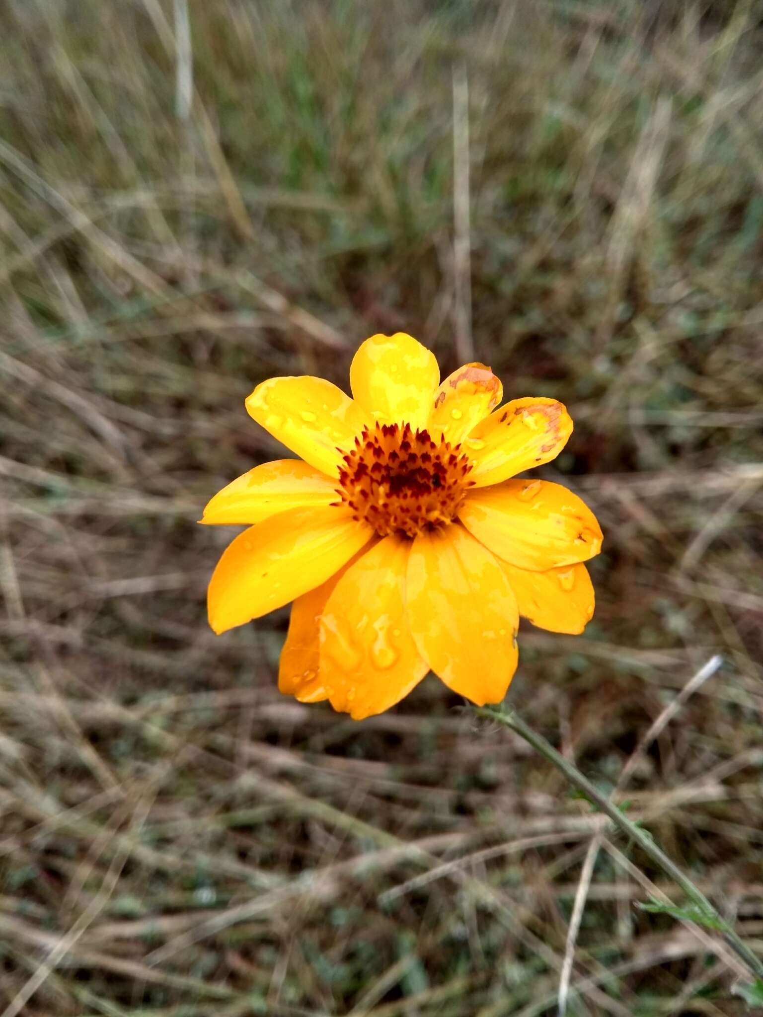 Image of Adenophyllum cancellatum (Cass.) Kuntze