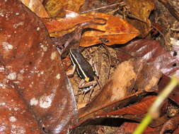 Image of Spot-legged Poison Frog