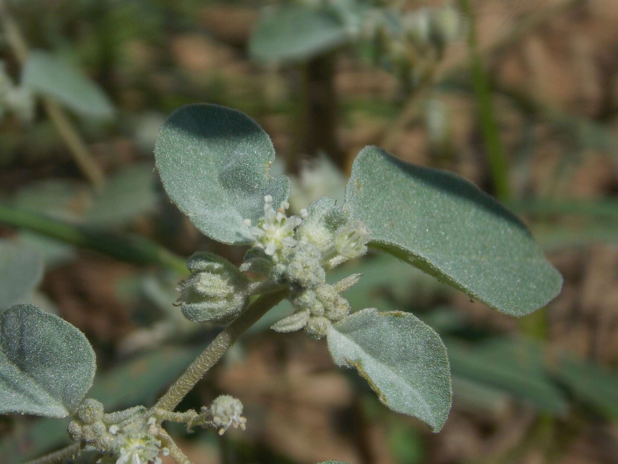 Image of threeseed croton