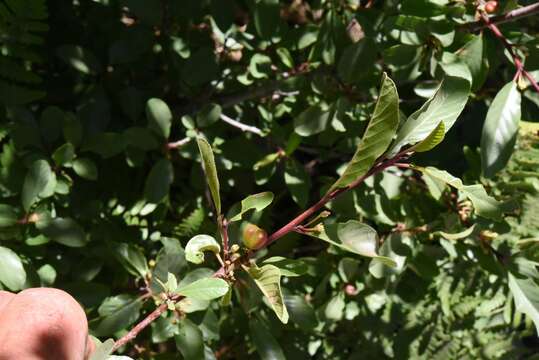 Image de Frangula rubra (Greene) Grubov