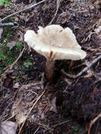 Image of Lactarius gerardii Peck 1873