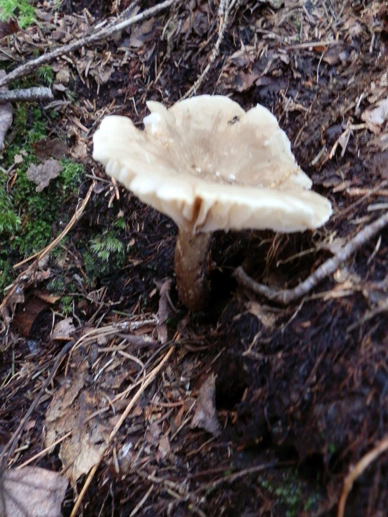 Image of Lactarius gerardii Peck 1873