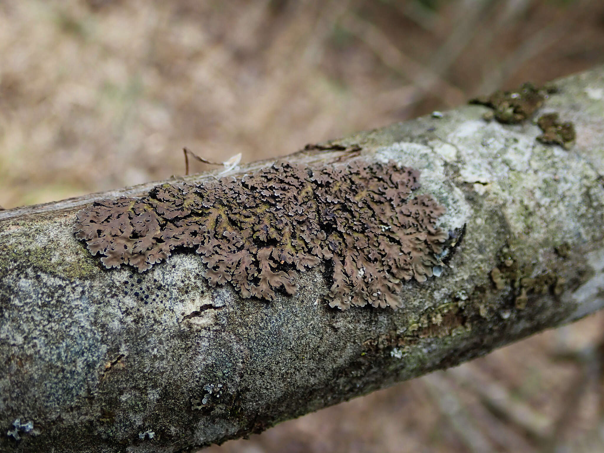 Image of frosted lichen