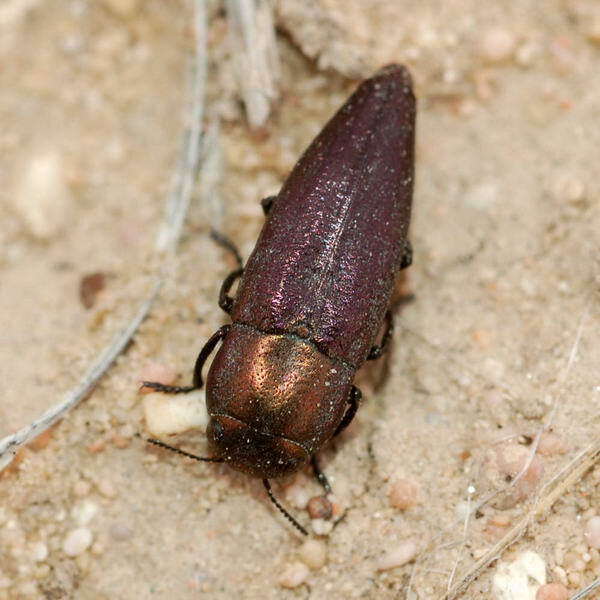 Image of Sphenoptera cuprina Motschulsky 1860