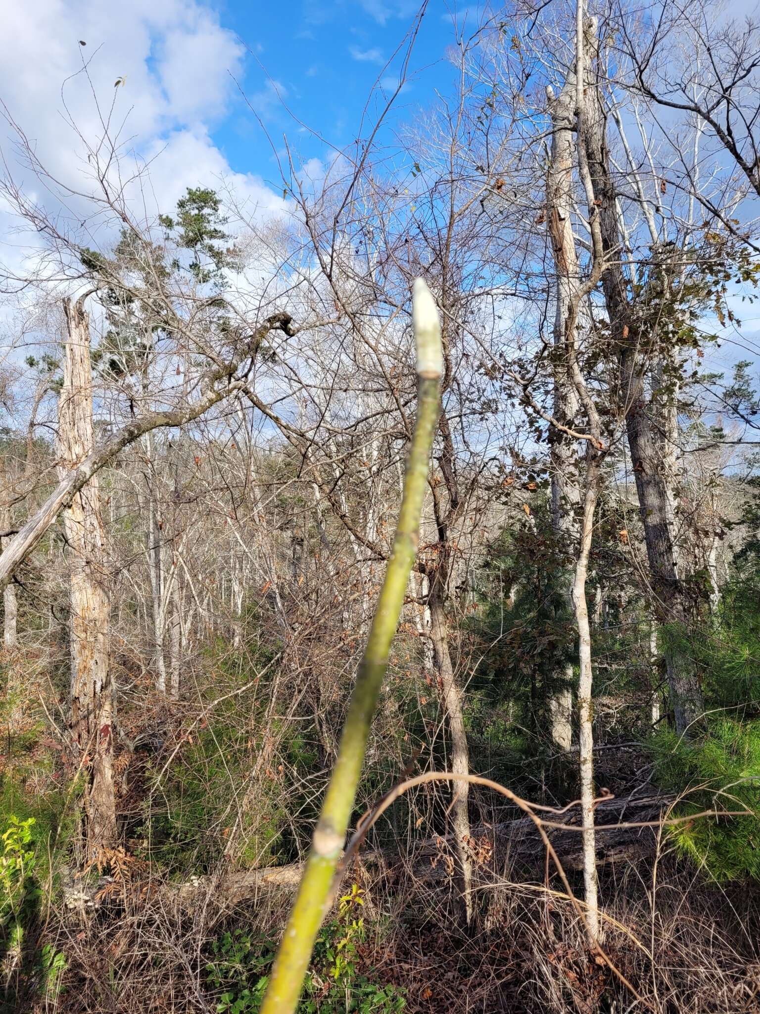 Image of Ashe's Magnolia