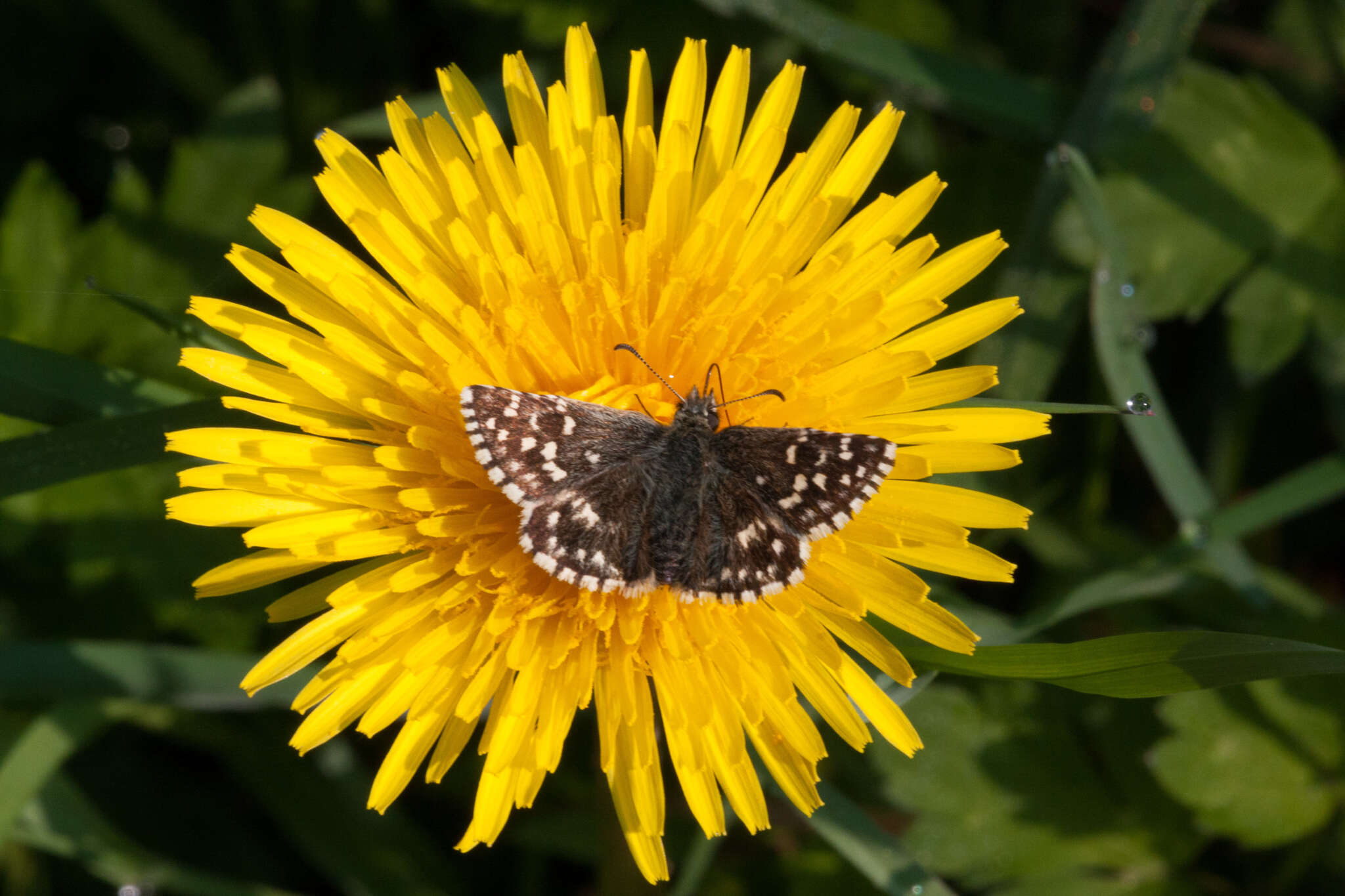 Image of Grizzled skipper