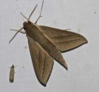 Image of Pale Brown Hawkmoth