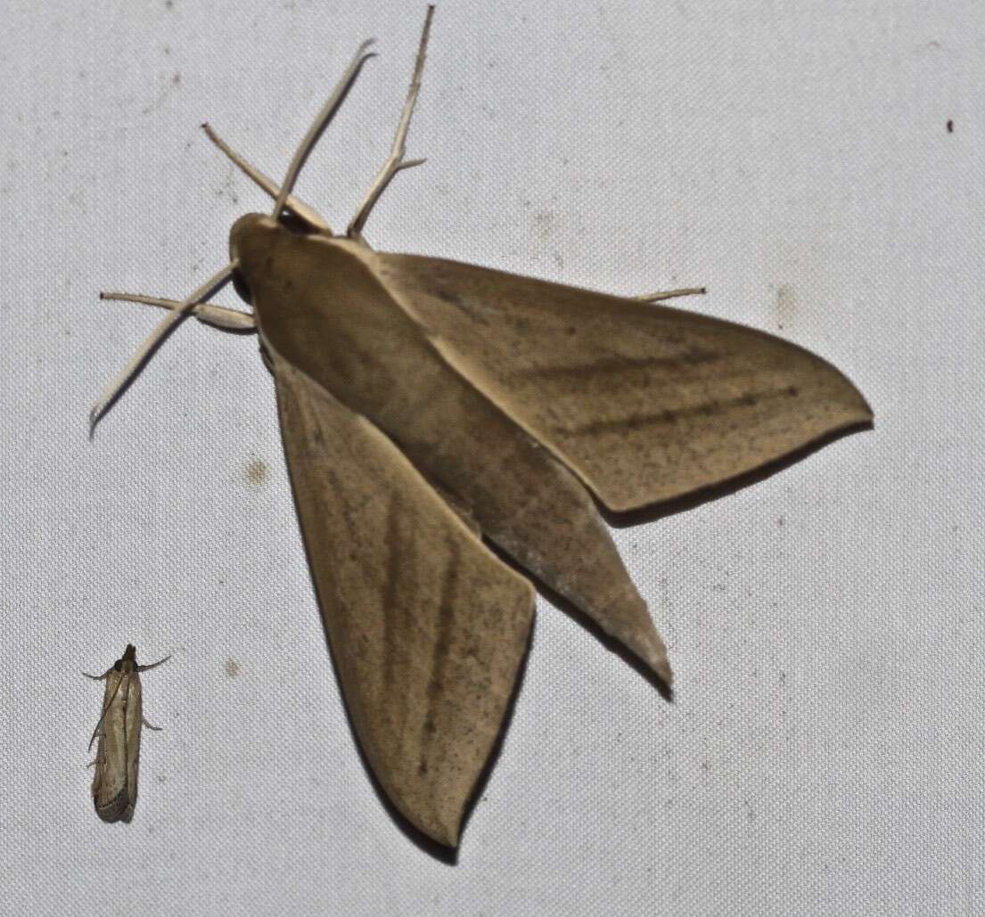 Image of Pale Brown Hawkmoth