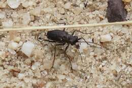 Plancia ëd Cicindela (Cicindelidia) punctulata punctulata A. G. Olivier 1790