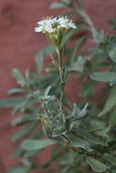 Image of Hormathophylla halimifolia (Boiss.) P. Küpfer