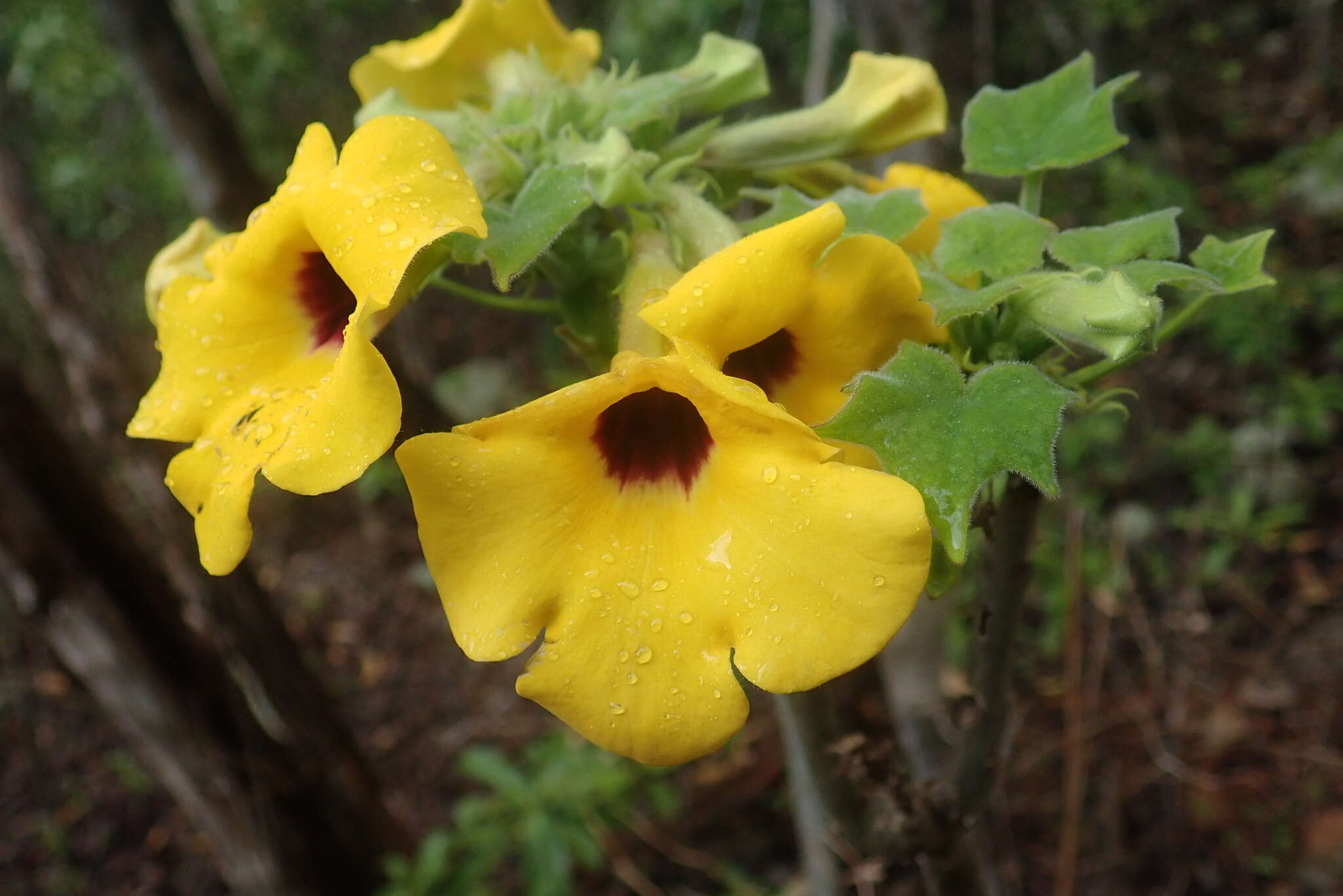 صورة Uncarina peltata (Baker) Stapf