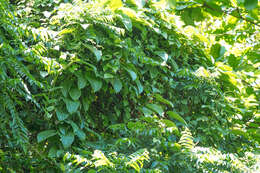 Image of Aristolochia acuminata Lam.