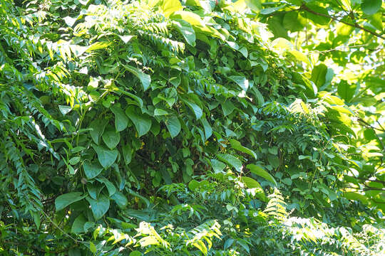 Image of Aristolochia acuminata Lam.