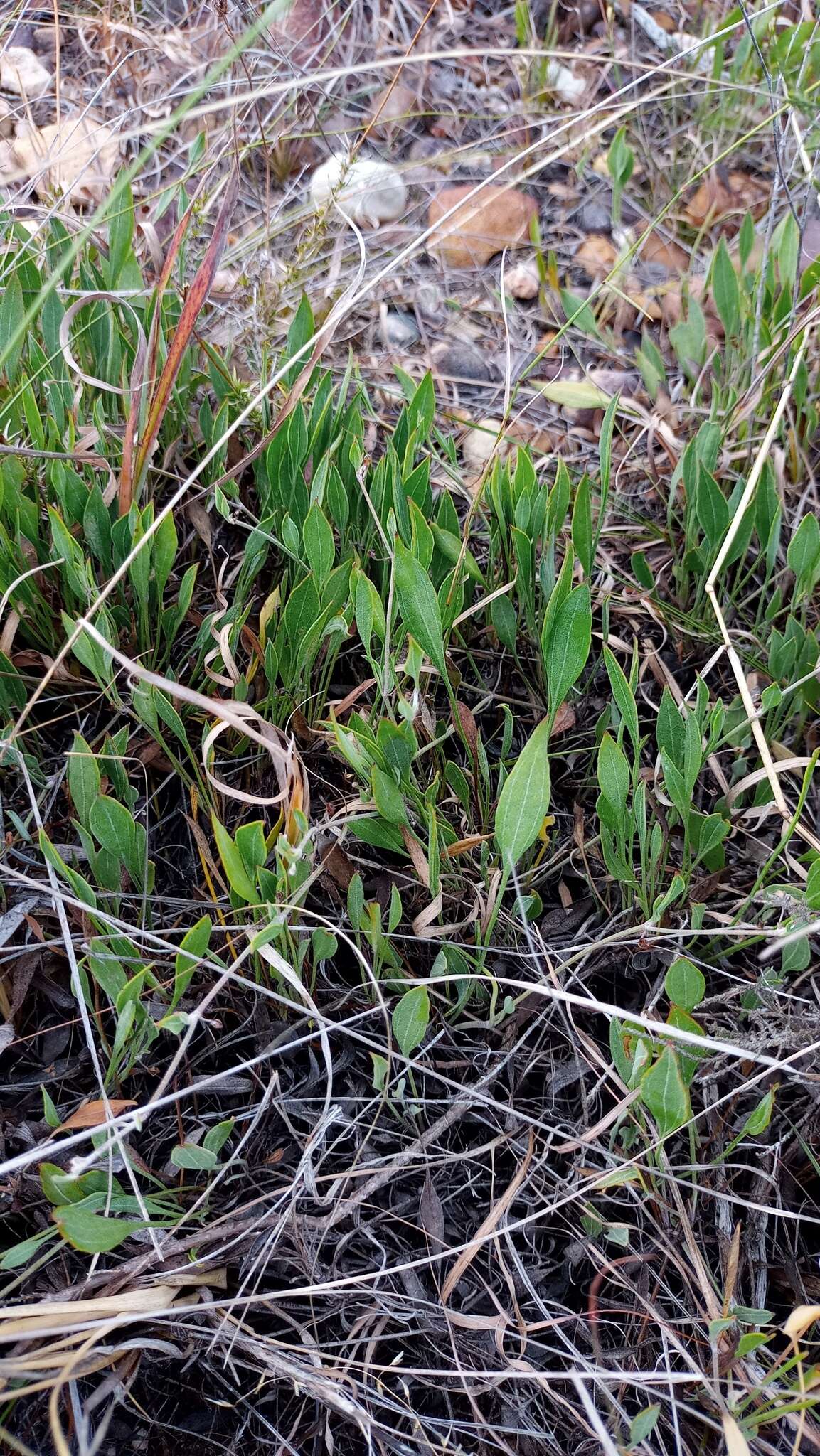 Image of Centella glabrata L.