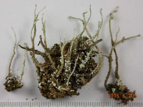 Cladonia verruculosa (Vain.) Ahti的圖片