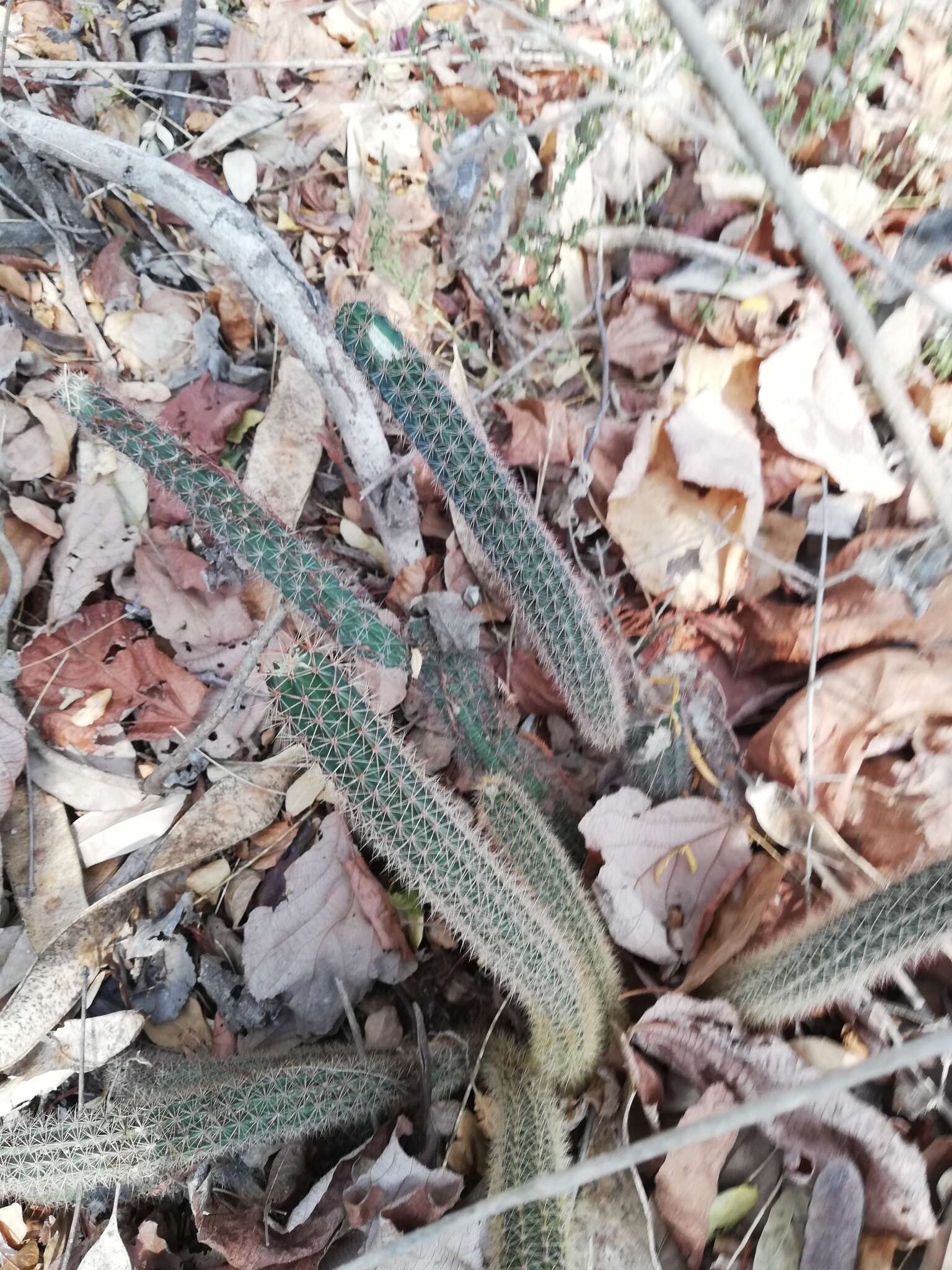 Image of <i>Acanthocereus oaxacensis</i>