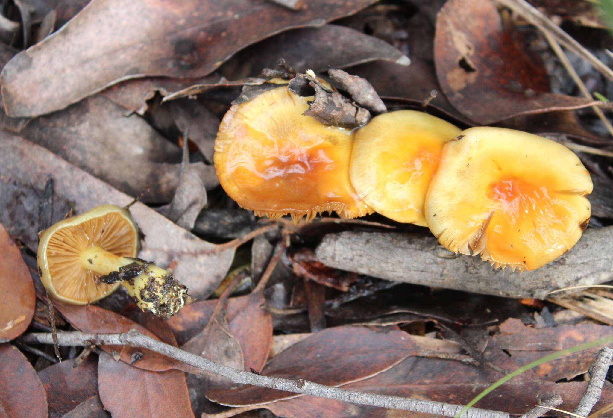 Image of Cortinarius sinapicolor Cleland 1933