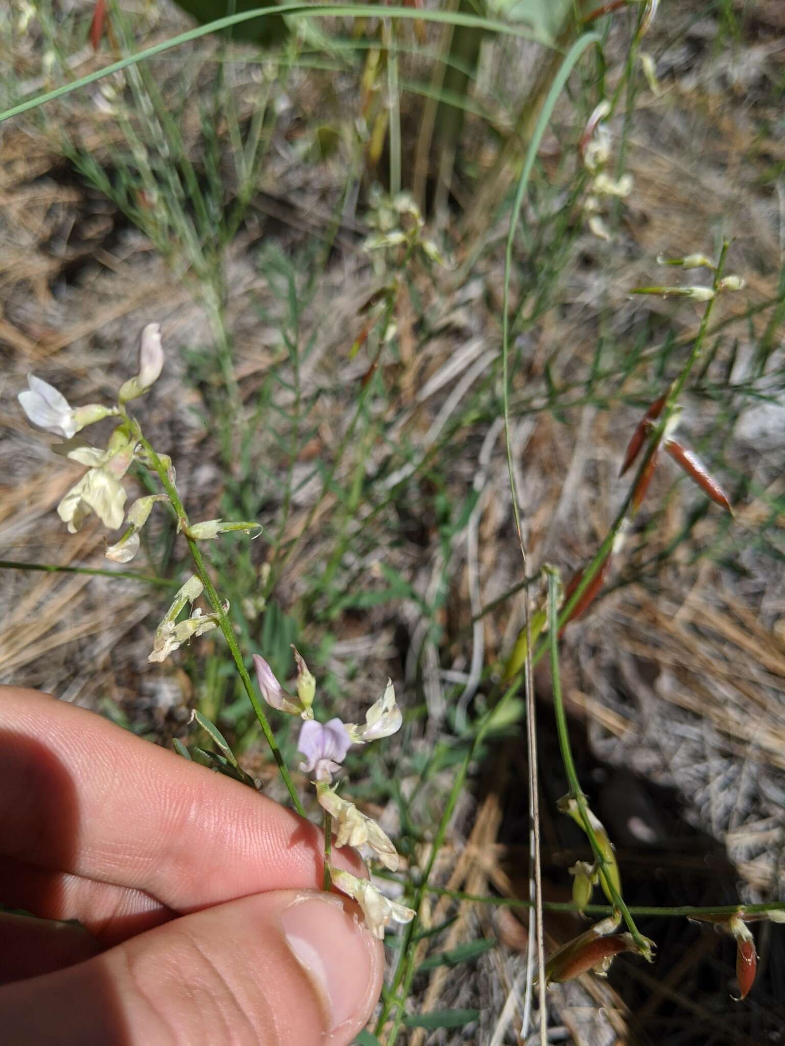 Astragalus miser Dougl. resmi