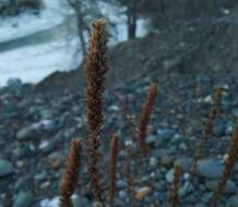 Image de Nepeta annua Pall.