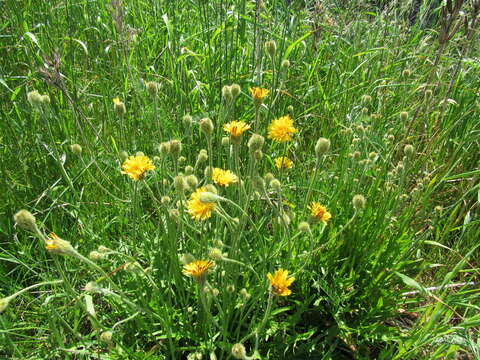 Image of August-Flower