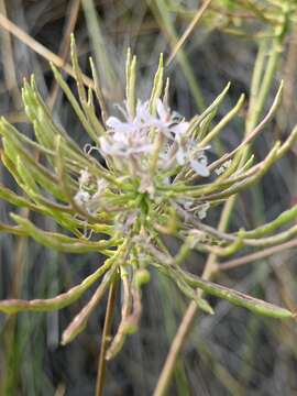 Imagem de Thelypodium integrifolium subsp. complanatum Al-Shehbaz