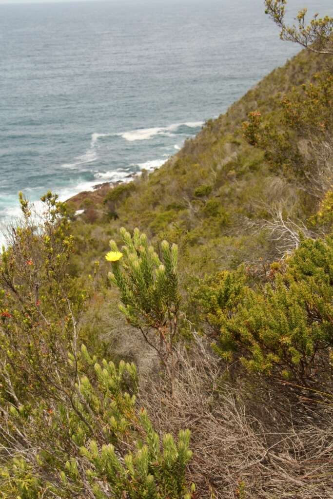 Image of Oedera calycina (L. fil.) N. G. Bergh